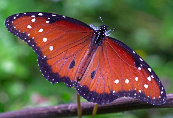 胶体晶体模仿蝴蝶翅膀上的突起